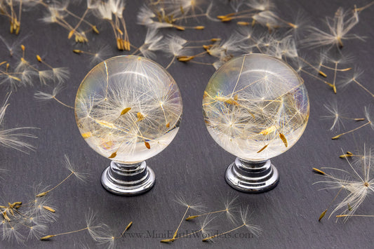 Dandelion resin cabinet knob with chrome base