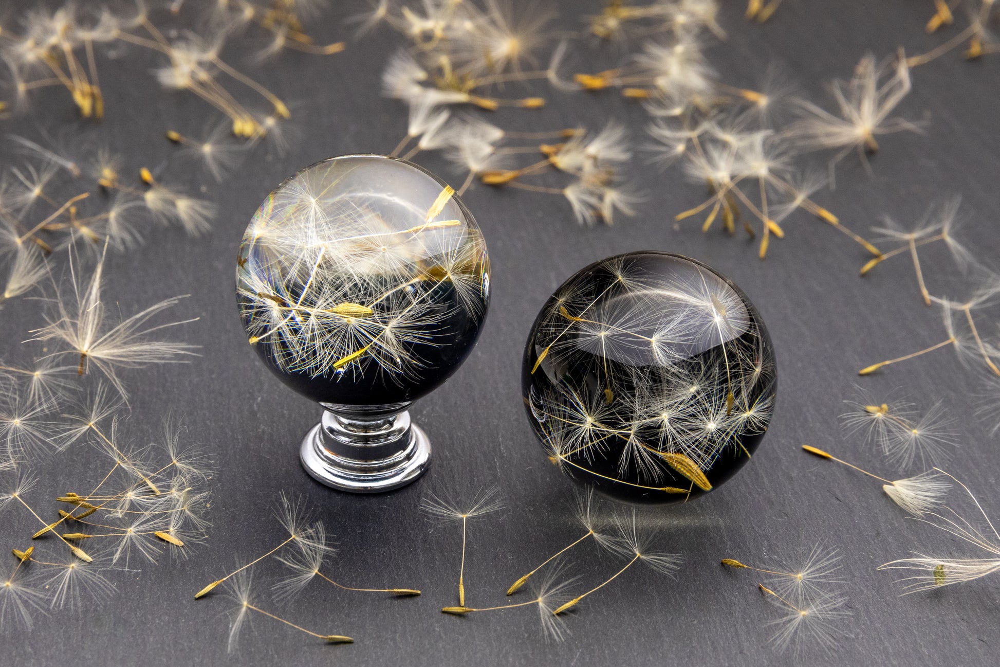 Handmade black dandelion resin cabinet knob with real flower seeds and chrome or brass base
