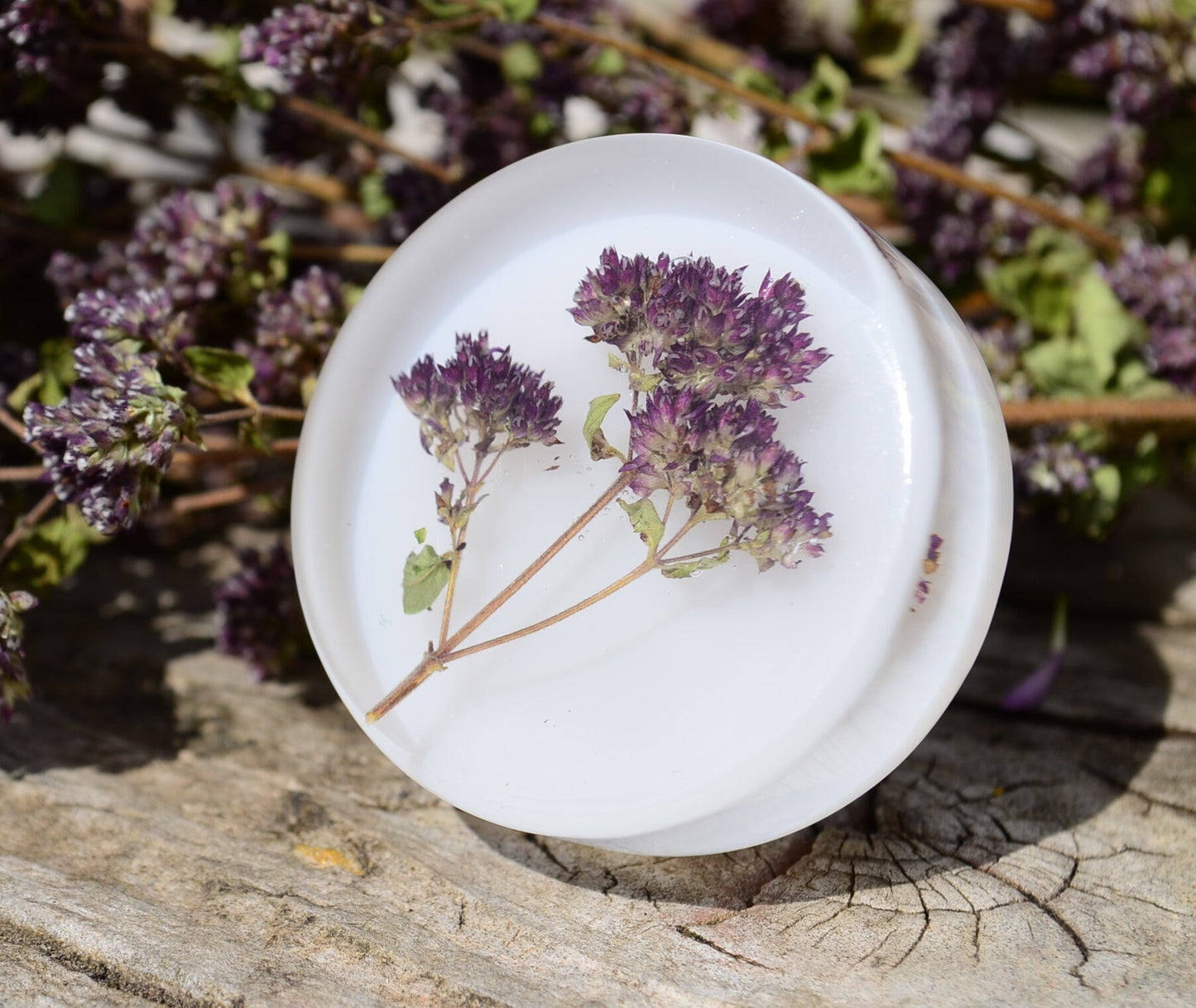 Natural Oregano Herb kitchen knobs, Drawer Pulls, Cabinet Knobs