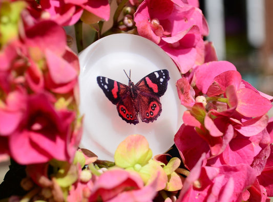 Butterfly cabinet pulls, Summer drawer knobs , Mather's day gift, personalized gifts for mom