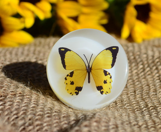 Home Decor, Drawer Knobs Butterfly , Yellow knobs and pulls,